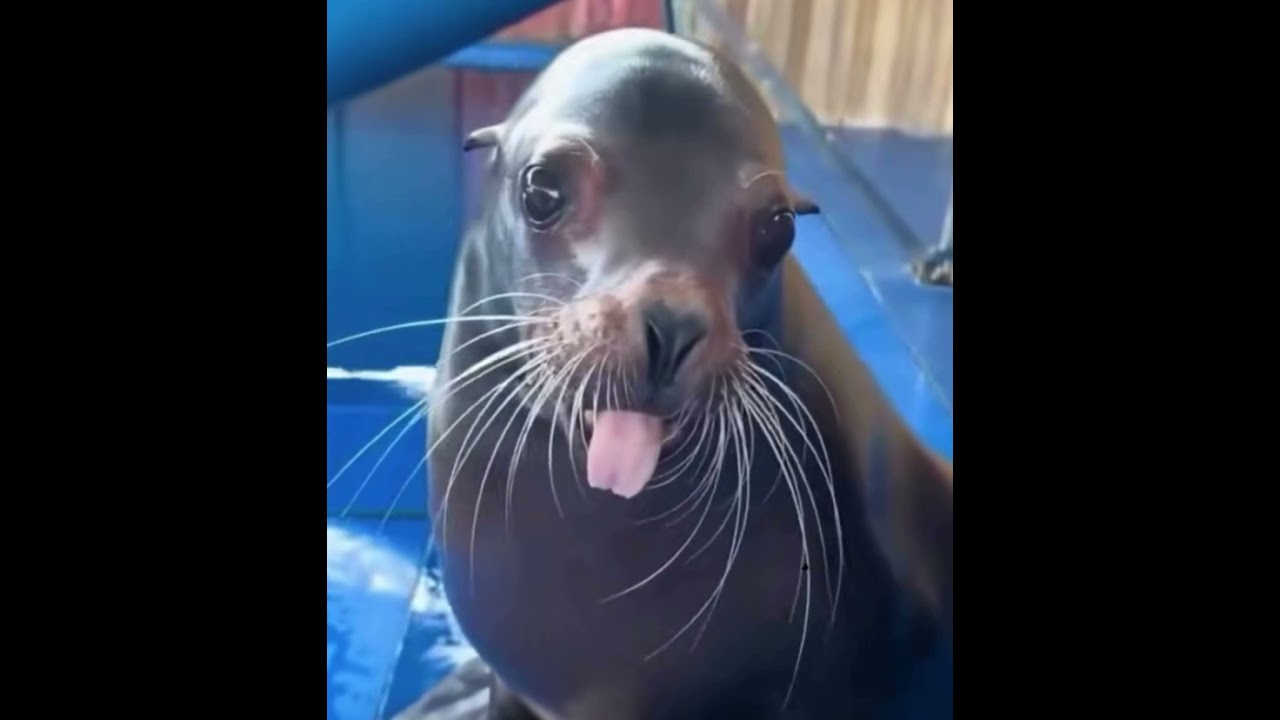 looping the rooms (slowed)