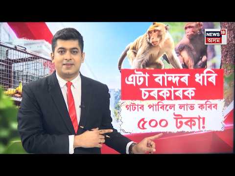 Monkey census Assam | অসমতো হ’ব নেকি মানুহৰ লগতে বান্দৰৰো পিয়ল N18V