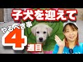 子犬を迎えて４週目にやるべき事とは⁉　失敗しない子犬育て　ドッグトレーナーが解説します！【子犬の育て方#4】