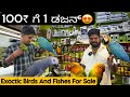 Exoctic birds for sale  with price talking parrot  exotic pets at cheap price