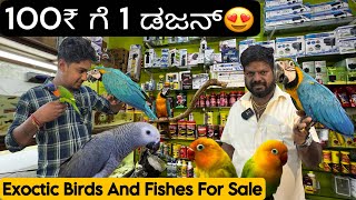 EXOCTIC Birds For Sale | With Price |Talking Parrot | Exotic Pets At Cheap Price