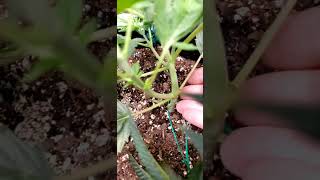 taking care of tent business BTO  examining my plants for signs