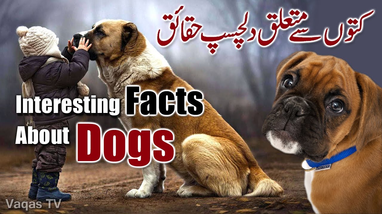 Interesting Facts About Dogs | کتوں کے بارے میں دلچسپ حقائق | Vaqas TV