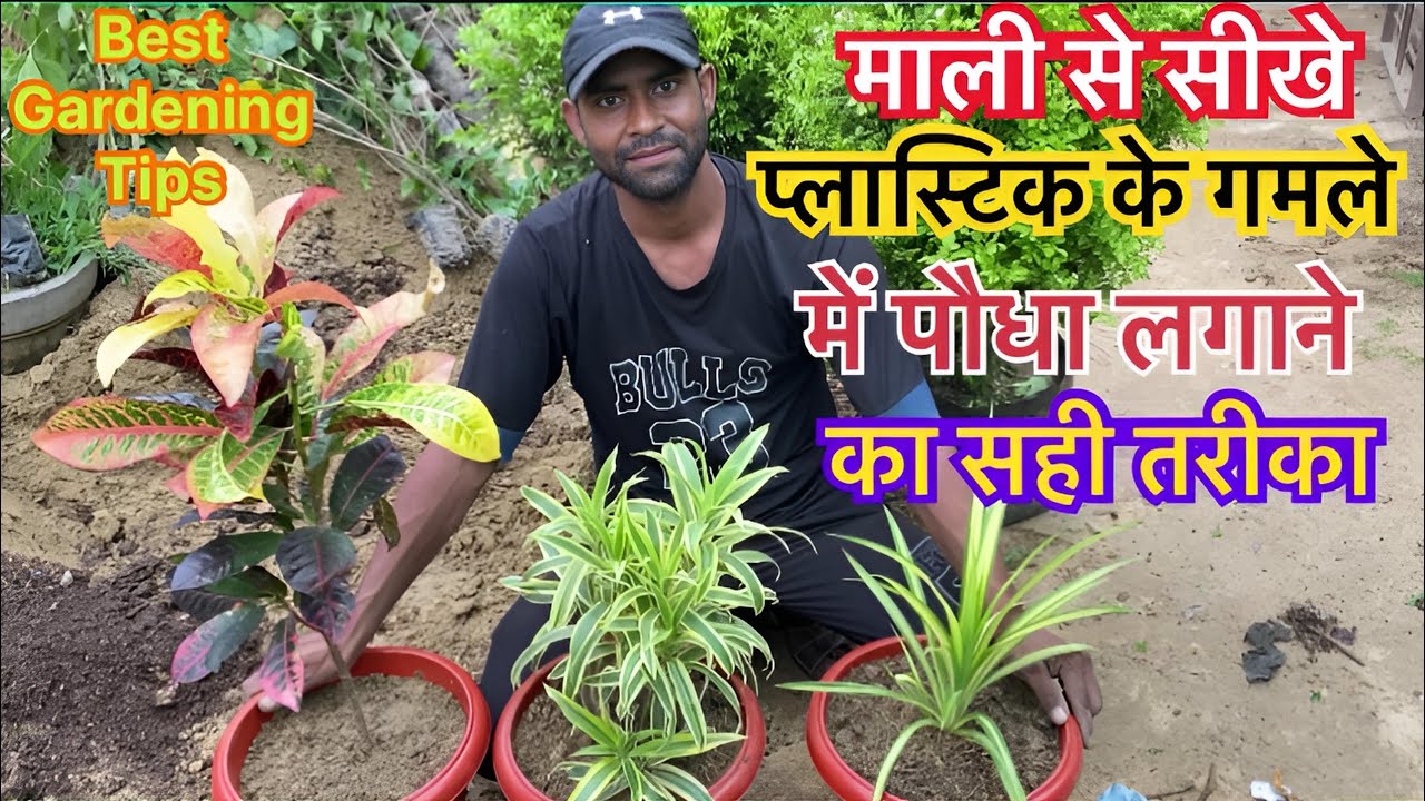 माली से सीखे प्लास्टिक के गमले में पोधा लगाने का सही तरीका || Best Gardening Tips plants