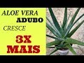 Babosa no vaso (ALOE VERA) cultivo e cuidados, adubo para 3x mais crescimento