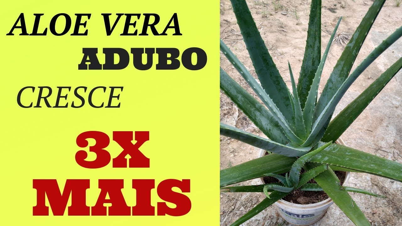 Babosa no vaso (ALOE VERA) cultivo e cuidados, adubo para 3x mais crescimento