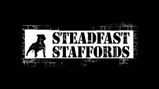 Steadfast Staffords
