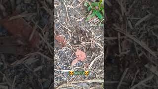 Semut Semut Kecil Bersama Ratu Semut | Wow Gede Sekali #semut #ammilramadhan #shorts