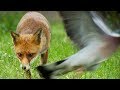 Are Foxes Getting Bolder? | Earth Unplugged