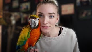 Why Does My Yellow Macaw Do THIS?