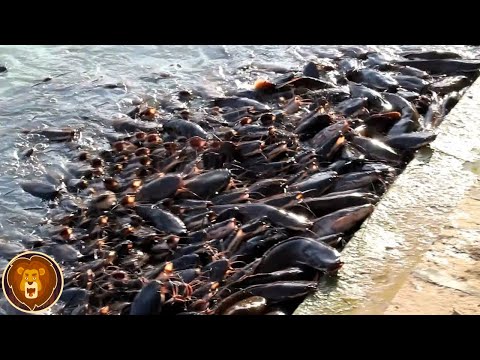 Vidéo: 15 Phénomènes Naturels étranges [PICS] - Réseau Matador