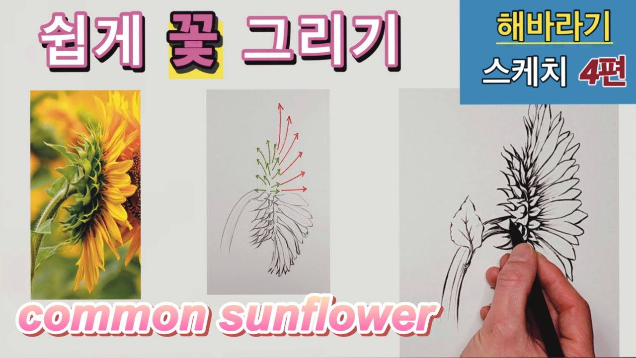 common sunflower 그림 독학을 위한 쉽게 꽃 그리기 강좌 / 해바라기 스케치 4편 / How to draw flowers / 쉽게 꽃 그리기 /해바라기 그리기