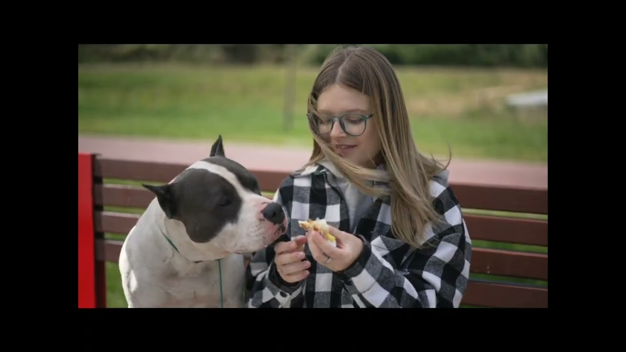 Der Amstaff zwischen Vorurteil und Realität 