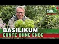 Basilikum – 3 einfache Tricks für eine reiche Ernte und ein langes Leben | Horst sein Schrebergarten