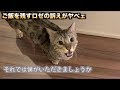 ご飯を残すロゼの猛抗議がとにかくスゴイ！！！