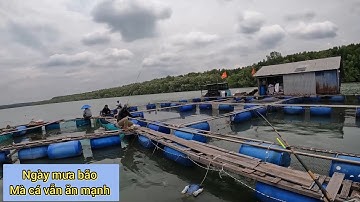 Chuyến đi câu cá cá nâu ngày mưa bão mà cá ăn mạnh quá luôn |Fishing |Cauca