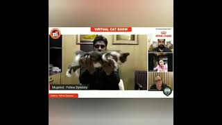 Feline Dynasty's Cats in FCI Vertual Cat Show on 19/09/2021 by Feline Dynasty 296 views 2 years ago 3 minutes, 36 seconds