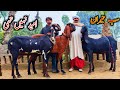 Top class pakistani beetal goats in wehari  beetal goat farm