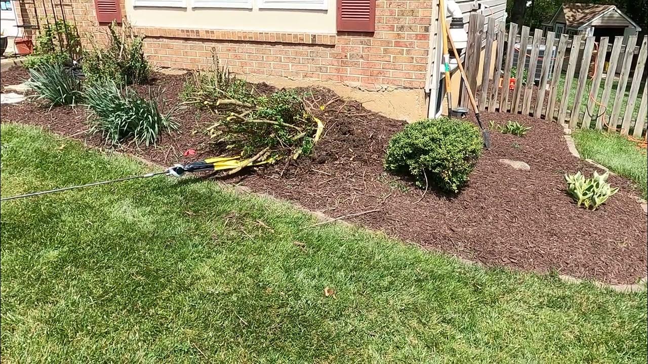 Pulling out bushes using the winch! YouTube