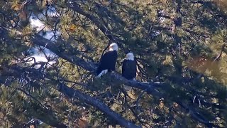 FOBBV CAM🦅Shadow Does Not  Share His Fish (Yet)🐠Sticks, Pancakes & Roost Tree Rendezvous🌲2024-01-10