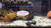 猛毒危険生物のタコの飼育始めます アクアリウム ヒョウモンダコ Youtube 猛毒危険生物のタコの飼育始めます アクアリウム ヒョウモンダコ Youtube