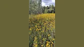 Белорусское Пчеловодство Bee&Ivtodi