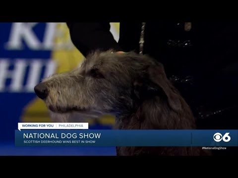 Video: Deerhound Ya Scottish Inavutia Klabu Ya Kennel Ya Westminster's 'Best In Show
