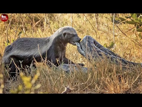 Final Battle of Honey Badger  vs Python