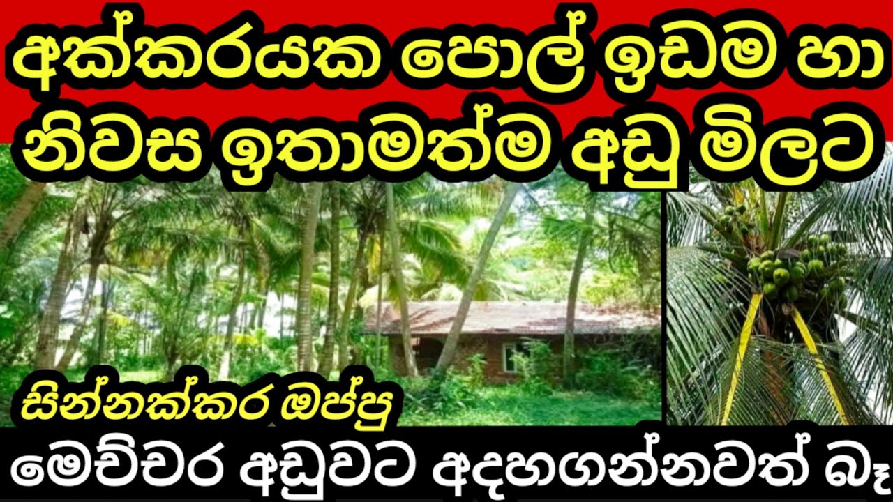 Coconut land for sale Pol idam Land for sale in sri lanka House