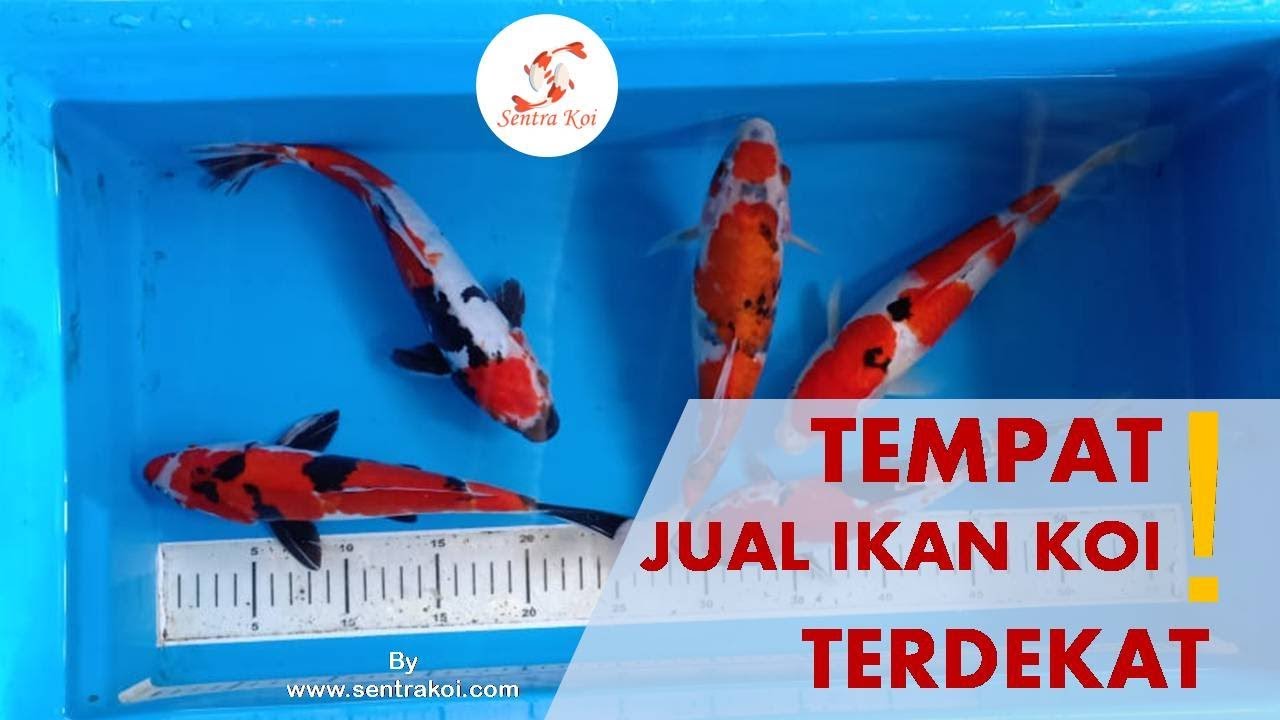 Tempat jual ikan koi terdekat WA 082114378615 WA 