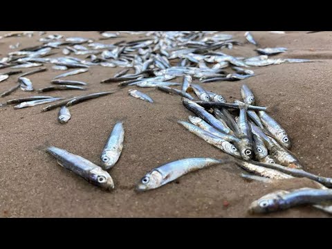 Egmonds strand gigantisch kerkhof voor tienduizenden sprotjes