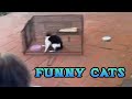 Funny Cats #findmeafunnyvideo