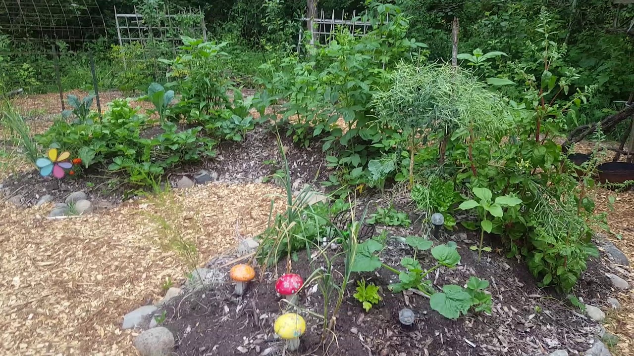 June 27, 2020 Jade street Garden Tour YouTube