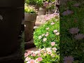 #too many flowers to handle#viral