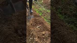 sugarcane planting process #shorts