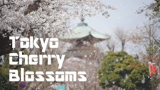 Tokyo Cherry Blossoms ★ 東京お花見