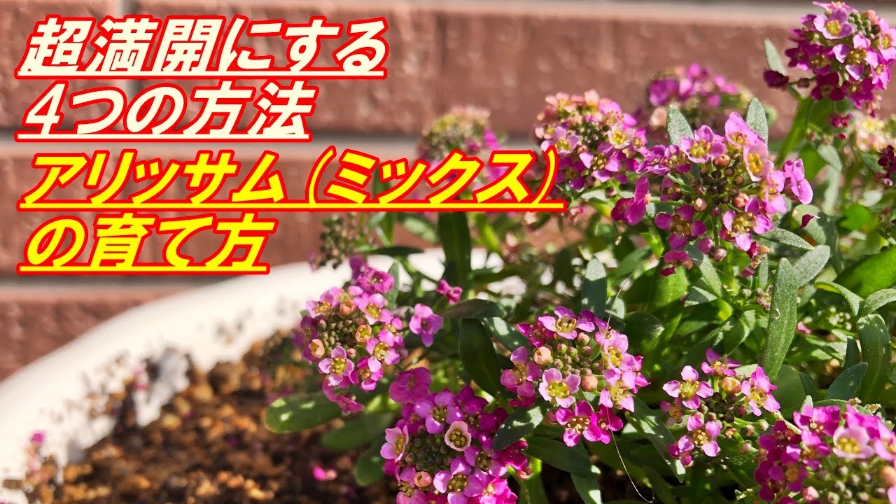 オーレアミモザの蕾とイエローのリース　春　クラスペディア　アリッサム maxresdefault.jpg