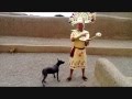Peruvian Hairless Dog or Viringo の動画、YouTube動画。