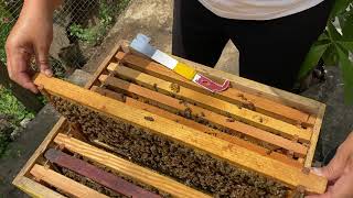 Beekeeping Crash Course