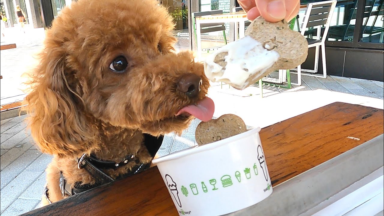 アメリカのShake Shackに犬用アイス！？愛犬が大ハマりしました！【トイプードル】