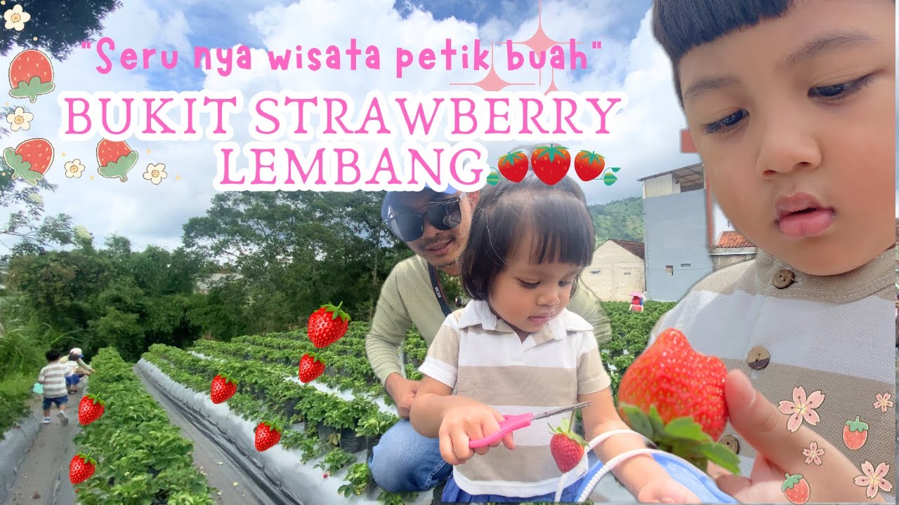 WISATA PETIK STRAWBERRY DI LEMBANG BANDUNG❗️BUKIT STRAWBERRY TERBARU JANUARI 2025❗️ WISATA BANDUNG