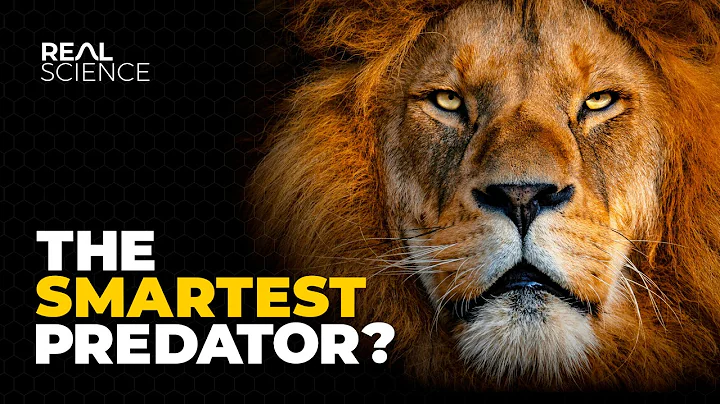 The Insane Biology of: The Lion thumbnail