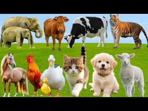 🌿 Discover Cheerful Farm Animals: Sheep, Pig, Horse, Cow, Duck, Dog,Cat –Peaceful Countryside Sounds