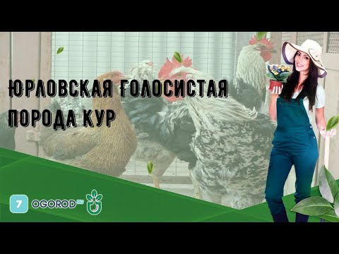 Юрловская Голосистая порода кур