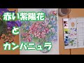 【透明水彩画】赤い紫陽花とカンパニュラ【English sub】