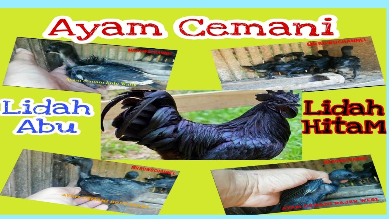 Ayam Cemani LA Cakaran 