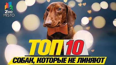 Топ 10 пород собак, которые не линяют\Top 10 breeds of dogs that do not shed