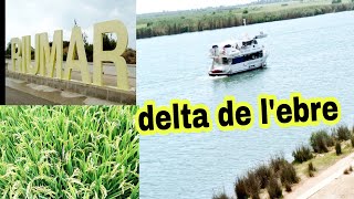 مشيناdelta de l'ebre , طريقة غريبة لزراعة الأرز.