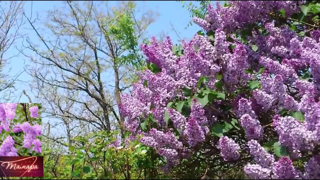 Мамина сирень Лукьяновка. Группа с сиренью. Сирень Модерн. Постер сирень. Демидыч сирень