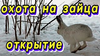 Охота на зайца - открытие .hunting